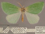 Hierothonia featheri